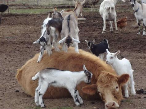 keeping goats and cows together